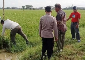 3 Petani Indramayu Tewas Tersengat Jebakan Tikus Elektrik