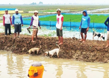 Dibantu Anjing, Petani Bayalangu Cirebon Gropyokan Tikus