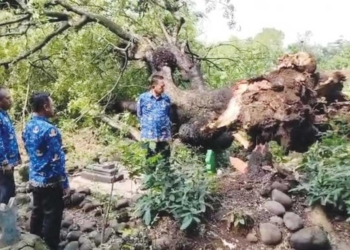 Pohon Berusia 180 Tahun Tumbang