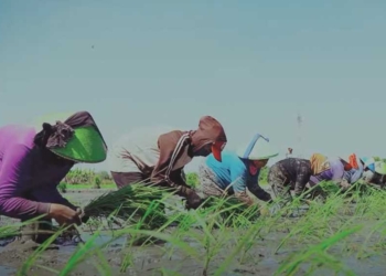 Sujud Syukur, Petani Indramayu Sukacita Sambut Hujan, Musim Tanam Rendeng Bisa Dimulai Meski Terlambat Dua Bulan