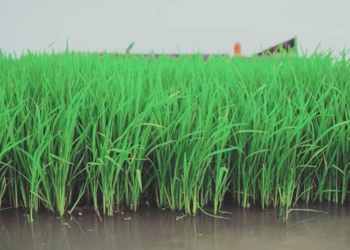 Petani Indramayu Bingung, Tanam Rendeng Dibayangi Kelangkaan Pupuk, Pemerintah Tega Banget