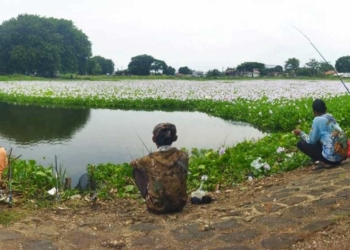 Kolam CUDP Kesenden Cirebon Dipenuhi Eceng Gondok