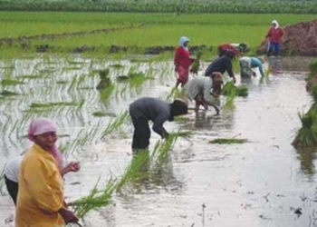 Tebus Pupuk Online, Petani Indramayu Terancam Terlambat Pemupukan Gegara Gaptek
