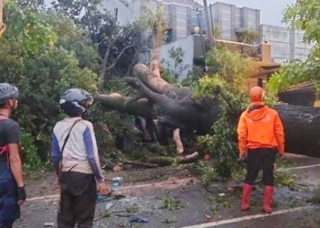Warga Diimbau Waspada Pohon Tumbang di Majalengka