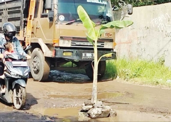 Warga Tanam Pohon Pisang di Jalan Kalijaga-Suci Cirebon, Rusak Gegara Kendaraan Besar