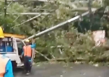 Pohon Keramat Randu Alas Tumbang di Jalan Sumber Mandirancan Kuningan