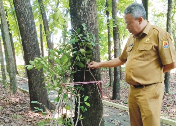 DLH Kabupaten Cirebon Bergerak Lestarikan Pohon Langka Khas Cirebon