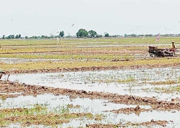 Lebih Rendah dari RDKK, Alokasi Pupuk Subsidi untuk Kabupaten Cirebon Dijatah 24.127 Ton