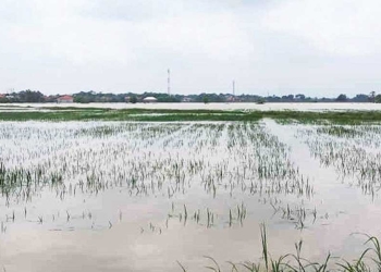 Baru Dipupuk Pertama, Tanaman Padi Berusia 2 Pekan Mati Terendam Banjir di Indramayu 5 Hari