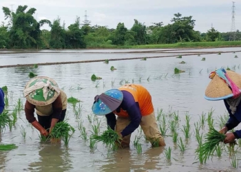 Distan Kabupaten Cirebon Langsung Usulkan Tambahan Kuota Pupuk Subsidi untuk Petani