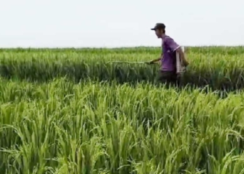 Petani Cirebon Gunakan Pupuk Organik, Produksi Padi Meningkat 30 persen