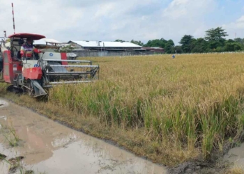 Petani Cirebon Tak Rasakan Manfaat Kenaikan Harga Beras, Malah Memberatkan