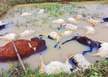 Ratusan Kambing dan Sapi Ngambang Diterjang Banjir di Cirebon Timur