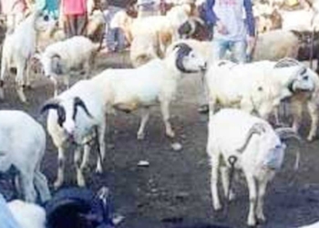 Dua Maling di Indramayu Curi Kambing untuk Modal Lebaran, Babak Belur Diamuk Massa