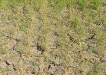 Terancam Puso, Ratusan Hektare Sawah di Indramayu Kekeringan Saat Musim Hujan