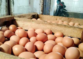 Harga Daging dan Telur Ayam di Cirebon dan Indramayu Kembali Normal