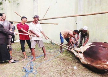 Jelang Iduladha, Dinas Pertanian Kabupaten Cirebon Bekali DKM Juleha