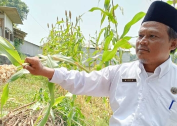 Sukses Jadi Pilot Project, Kuwu Momon Targetkan Beber Cirebon Jadi Pusat Pengadaan Benih Sorgum Nasional