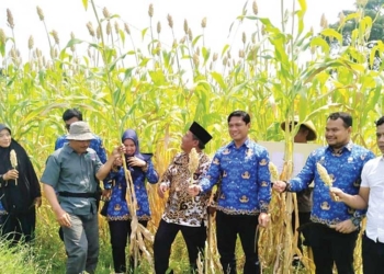 Hasilkan 5-8 Ton per Hektare, Pilot Project Budidaya Sorgum Bioguma di Desa Beber Cirebon Sukses