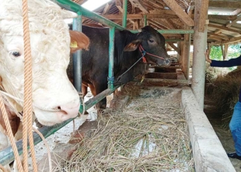 Juara di Era SBY, Sapi KTTS Padusan Kubang Cirebon Laris Terjual, dari 200 Sisa 15 Ekor