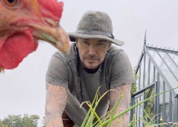 David Beckham Pamer Hobi Baru Berkebun dan Berternak