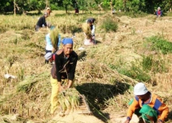 Petani Indramayu Minta Jaminan Pasokan Air dan Pupuk Subsidi