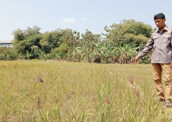 Sulit Pasokan Air Tiap Musim Kemarau, Puluhan Hektare Sawah Tadah Hujan di Palimanan Barat Cirebon Tak Digarap