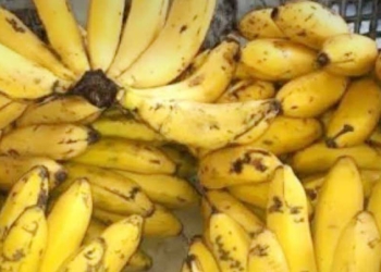 Varietas Majalengka, Pisang Apuy dan Bawang Putih Terdaftar di P2VTP2 Kementan