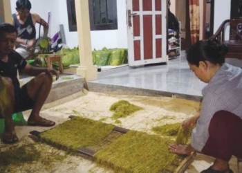 Harga Tembakau Naik, Petani Majalengka Senang
