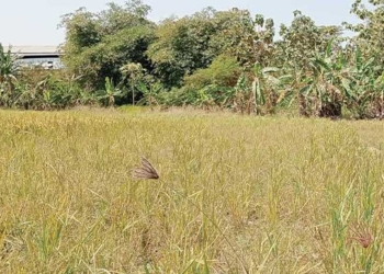 Kekeringan, Ratusan Hektare Sawah di Indramayu Gagal Tanam