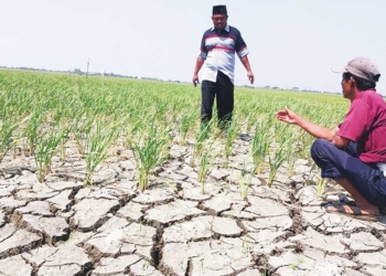 Ratusan Hektare Tanaman Padi di Kabupaten Cirebon Gagal Panen