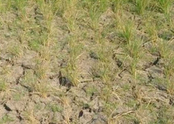 Ribuan Hektare Lahan di Majalengka Kekeringan