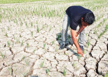 Tak Terjangkau Pompanisasi, Kekeringan di Cirebon Meluas, 50 Hektare Sawah Retak-retak