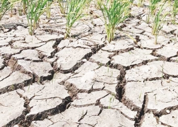 Video Petani Kandanghaur Indramayu Kebut-kebutan di Atas Sawah Kekeringan Viral