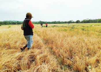 Berada Dekat dengan Waduk Setupatok Cirebon, Lahan Pertanian Desa Penpen Alami Kekeringan