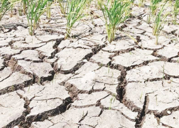 Kekeringan di Indramayu, Meski Sempat Diguyur Hujan, Ribuan Hektare Sawah Terancam Gagal Panen
