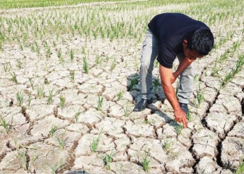 Kekeringan di Indramayu, Petani: Boro-boro Nebus Pupuk