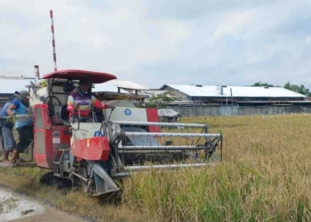 Uji Coba Gunakan Pupuk Organik Cair, Indramayu Panen 1.000 Hektare Sawah