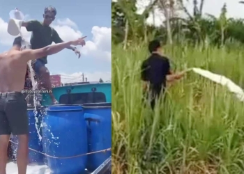 Aksi Protes Peternak Sapi, di Boyolali Mandi Susu, di Merapi Yogyakarta Siram Tanaman Pakai Susu