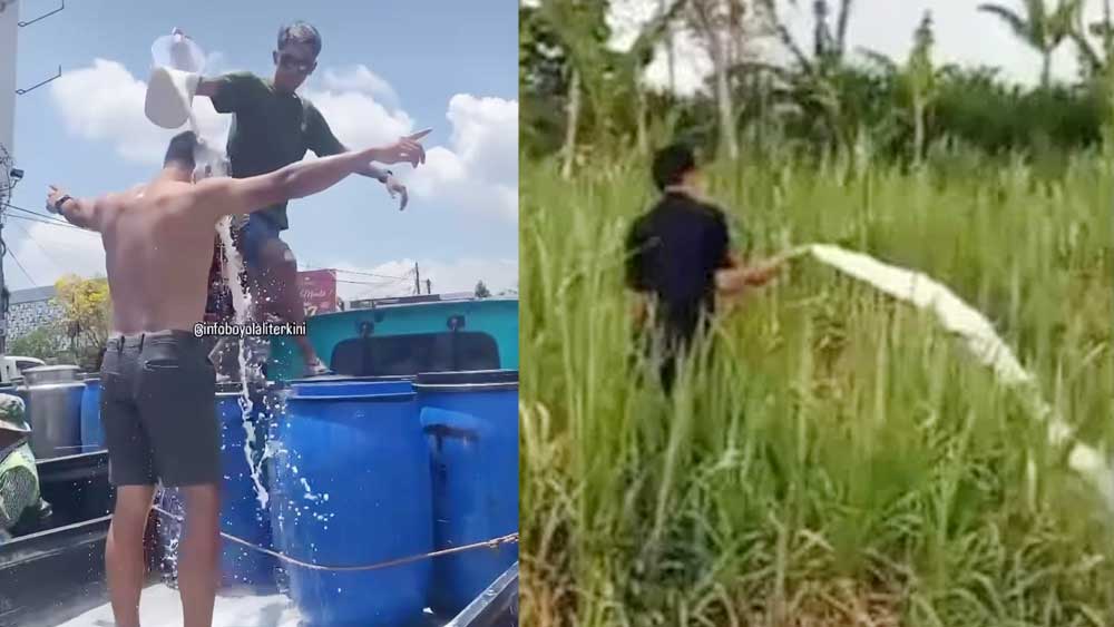 Aksi Protes Peternak Sapi, di Boyolali Mandi Susu, di Merapi Yogyakarta Siram Tanaman Pakai Susu