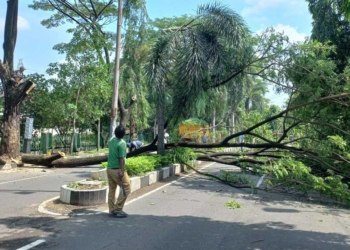 Antisipasi Pohon Tumbang, DLH Kabupaten Cirebon Lakukan Pemangkasan