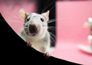 Cara Mencegah Serangan Tikus Pada Mobil, Simak Tips Berikut