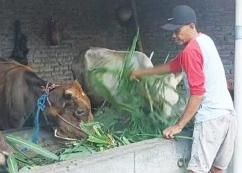 Peternak Kabupaten Cirebon Berharap Dapat Penghapusan Utang, Sambut Positif Peraturan Pemerintah Nomor 47/2024