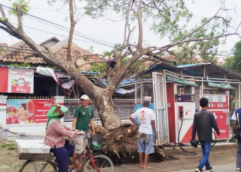 Tak Ada Angin maupun Hujan, Pohon Albasia Besar Tumbang, Timpa Rumah Warga