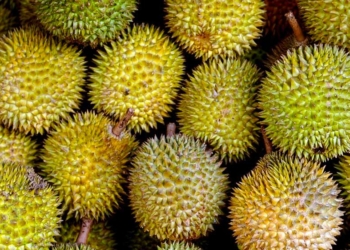 5 Tempat Wisata di Kuningan Sambil Berburu Durian, Berikut Tips Membelinya