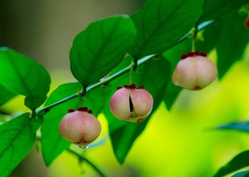 Untuk Diet hingga ASI, Berikut 8 Manfaat Daun Katuk yang Penting Anda Ketahui