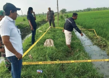 Jebakan Tikus Listrik di Indramayu Telah Korban Lagi, Petani Gantar Tewas