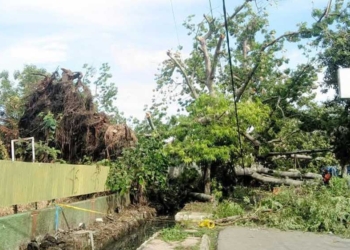 Mitologi Randu Gede, Simbol Tumbang dan Runtuhnya Kekuasaan di Indramayu