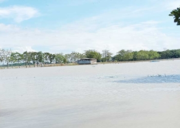 Banjir di Cirebon, Petani Diimbau Gunakan Varietas Benih Tahan Genangan