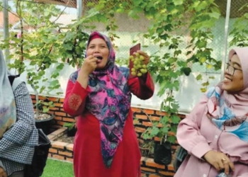 Kebun Anggur di Indramayu, Petik Sendiri, Segini Harga per Kilonya